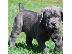 PoulaTo: Cane Corso BLUE καθαρόαιμα